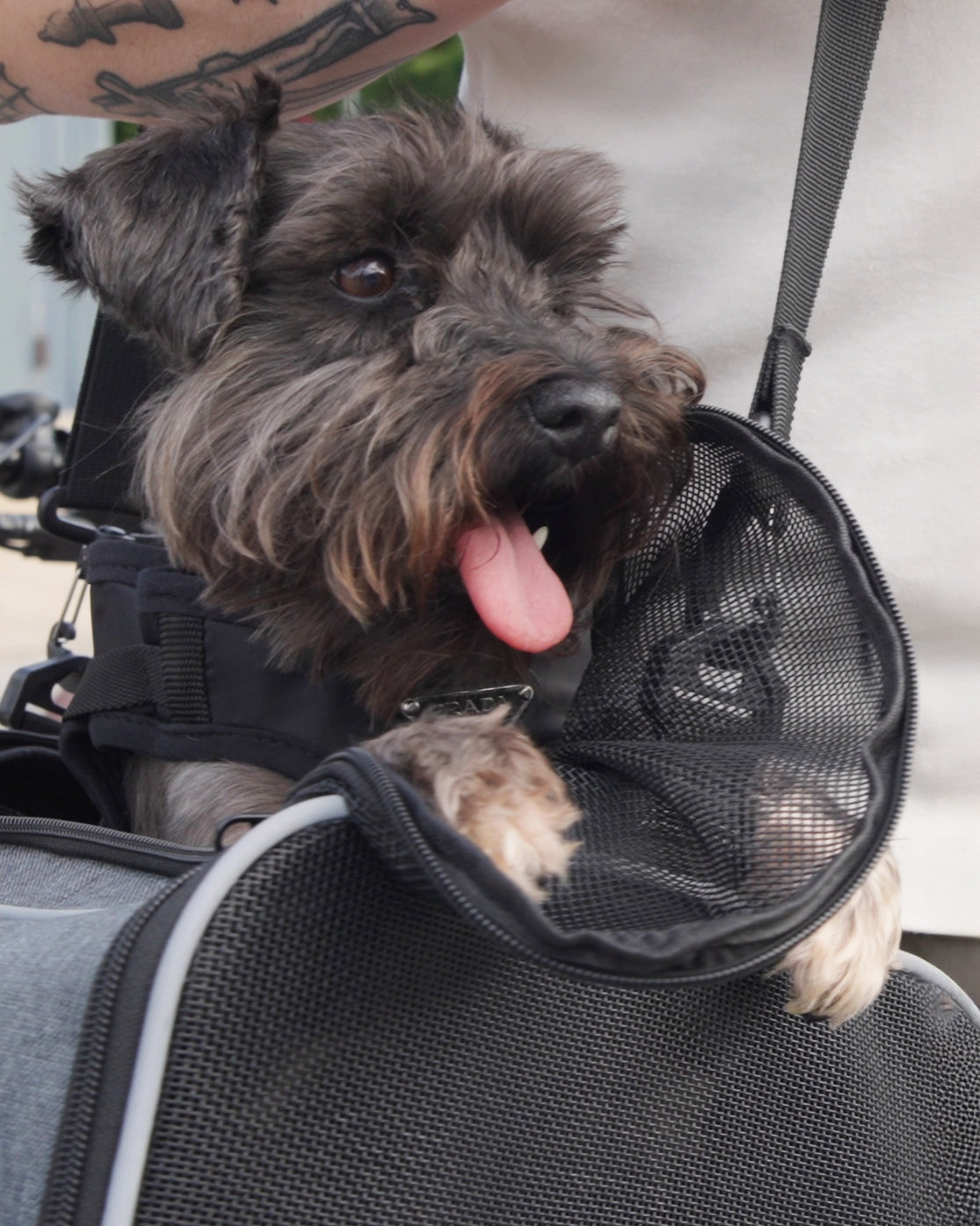 Dog in MOD Pawsenger pet carrier bag for ebikes, enjoying a safe ride with tongue out, cozy in bike basket insert.