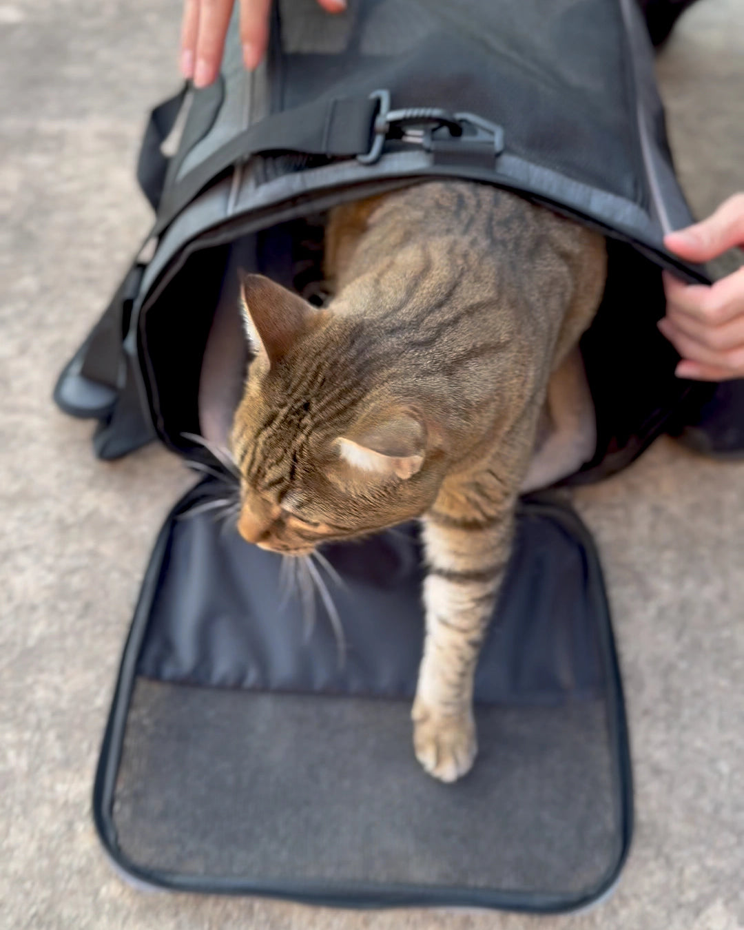 Cat emerging from MOD Pawsenger pet carrier bag for ebikes on pavement