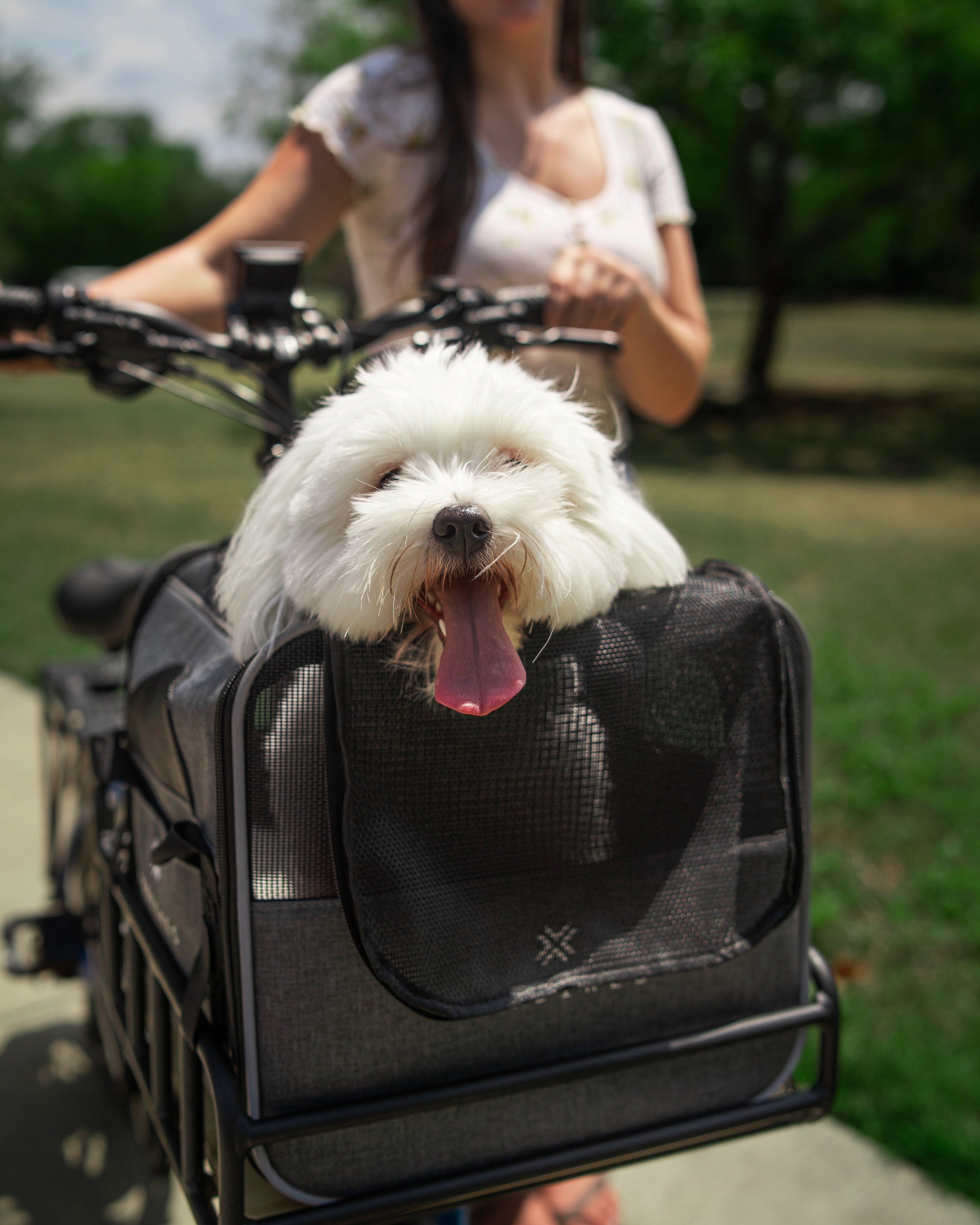 Dog riding in MOD Pawsenger pet carrier bag for ebikes, attached to a bike's rear basket.