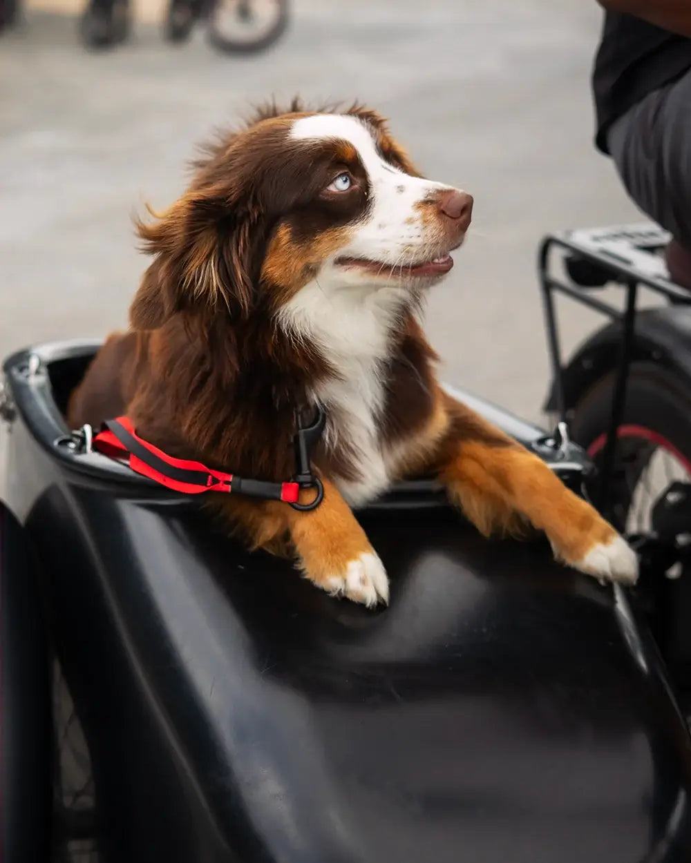 MOD Sidecar Dog Leash