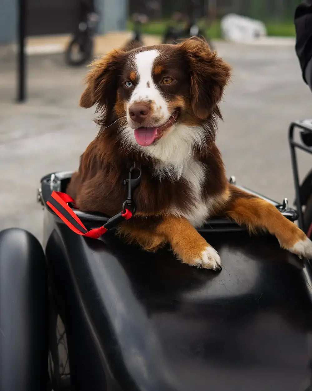 MOD Sidecar Dog Leash