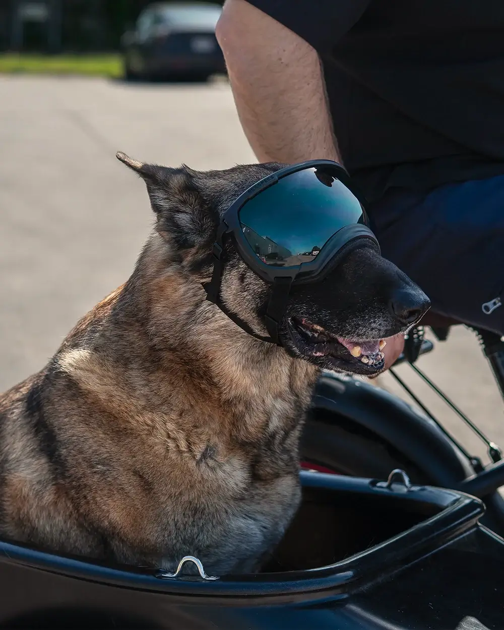 motorcycle dog goggles MOD Sidecar Doggles